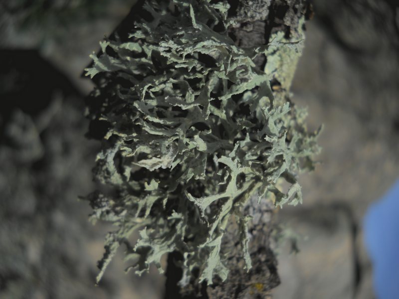 altro lichene dalla Gallura - Evernia prunastri